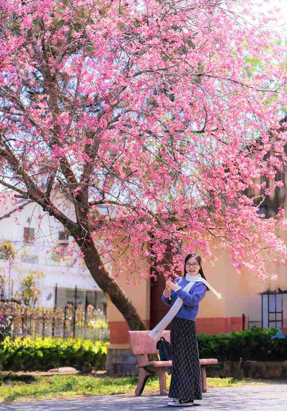 Cây mai anh đào cổ thụ