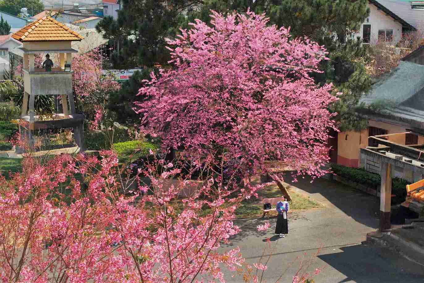 Mai anh đào nở rộ từ trên cao nhìn xuống