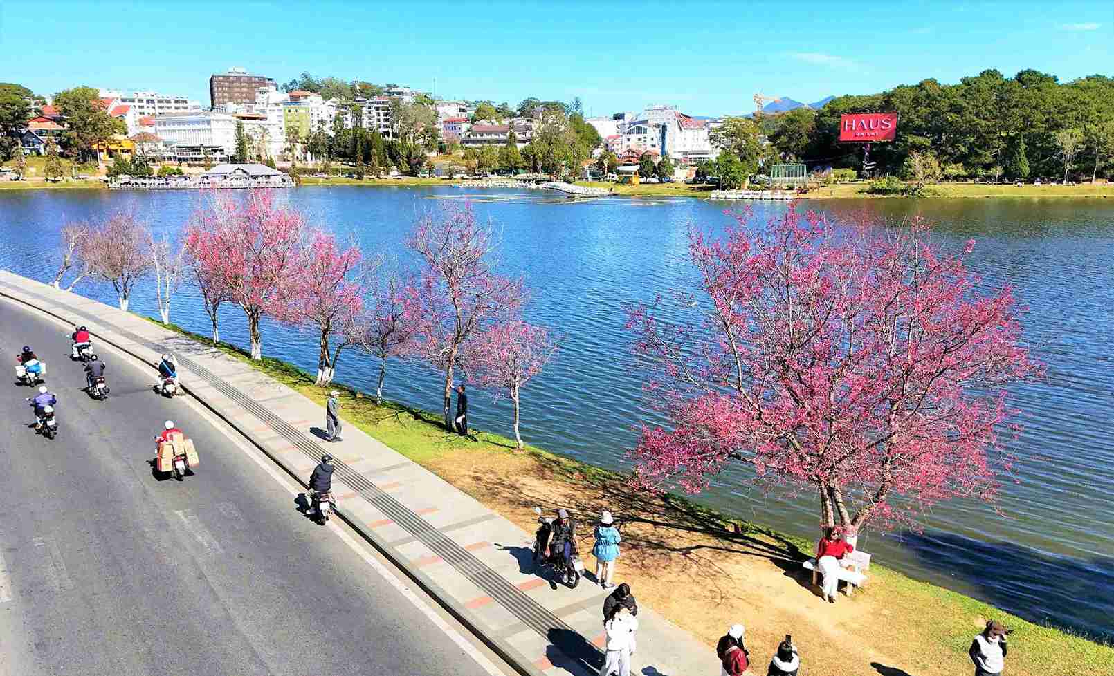 Cận cảnh tuyến đường với hàng mai anh đào hồng rực