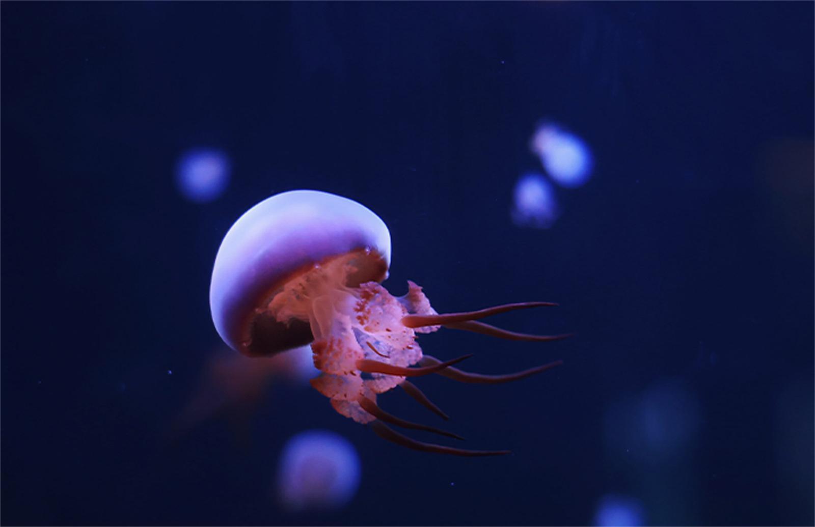 Những chú sứa nhỏ bé xinh đẹp