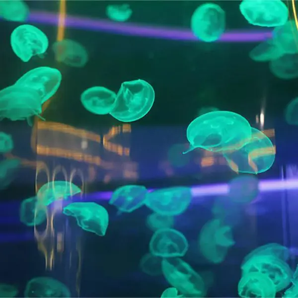 Khám phá quán cà phê mô hình thủy cung sứa độc lạ tại TP. HCM