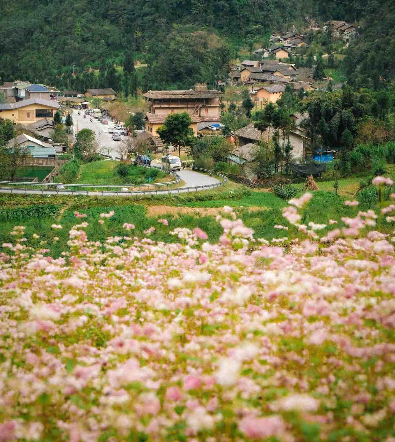 Những cánh đồng tam giác mạch nở rộ tại Tuyên Quang