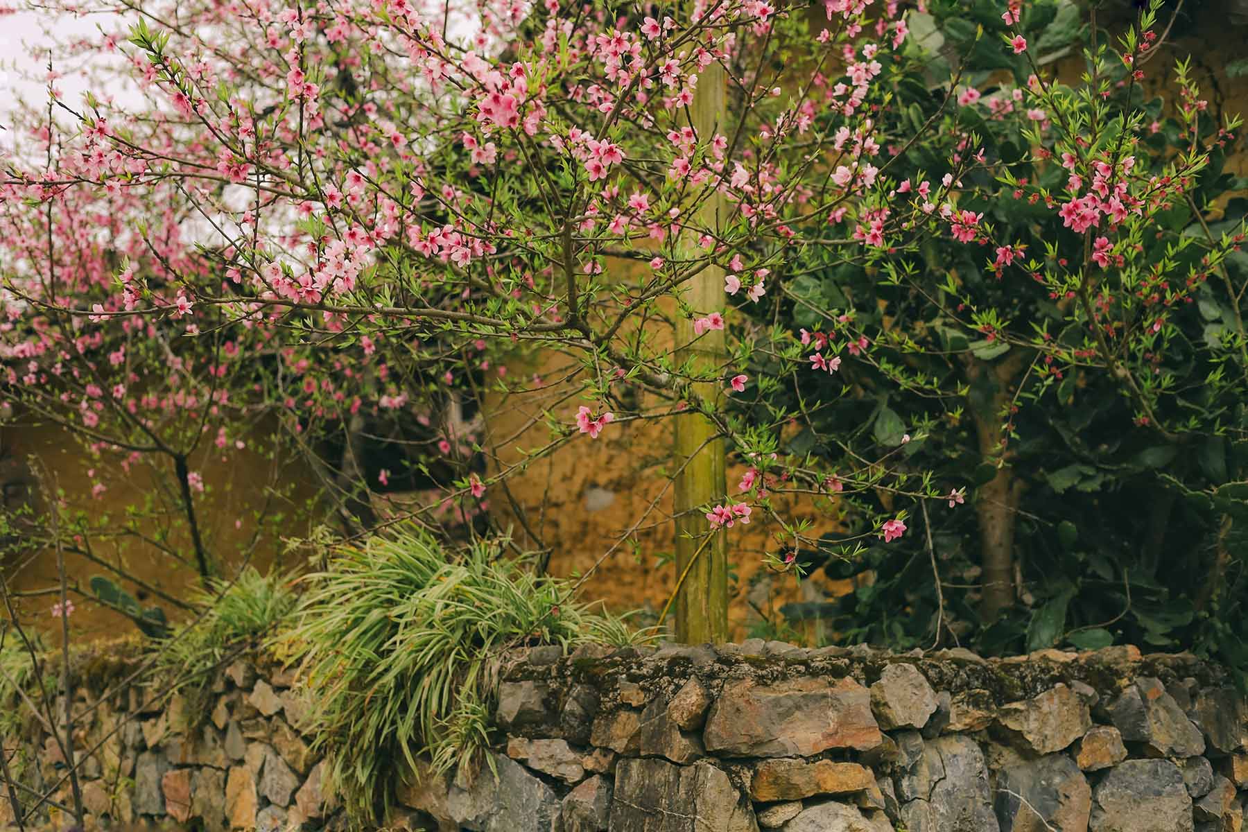 Lô Lô Chải vào khoảng tháng 3