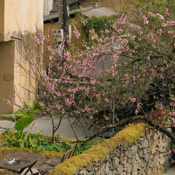 Chiêm ngưỡng làng Lô Lô Chải vào mùa hoa đào nở sớm, khoe sắc cùng hoa tam giác mạch