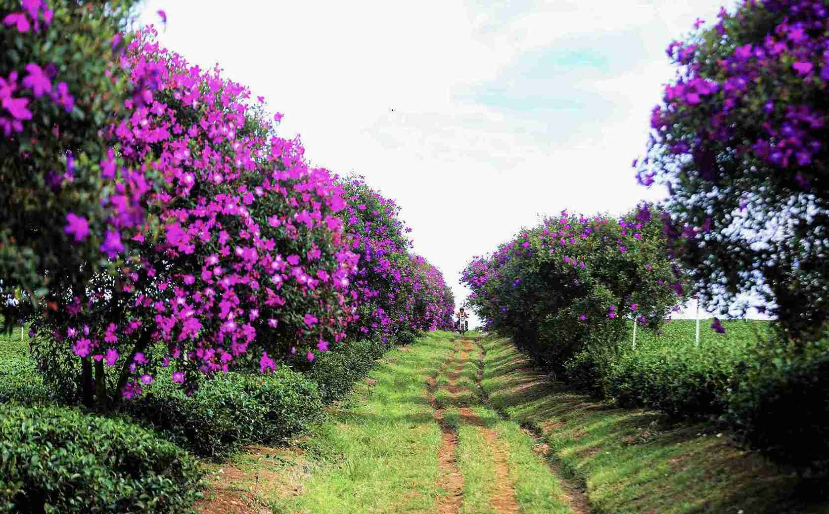 Hoa mua tím lãng mạn tại Lâm Đồng