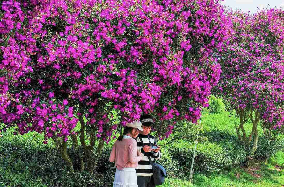 Du khách tranh thủ check in bên hoa mua tím