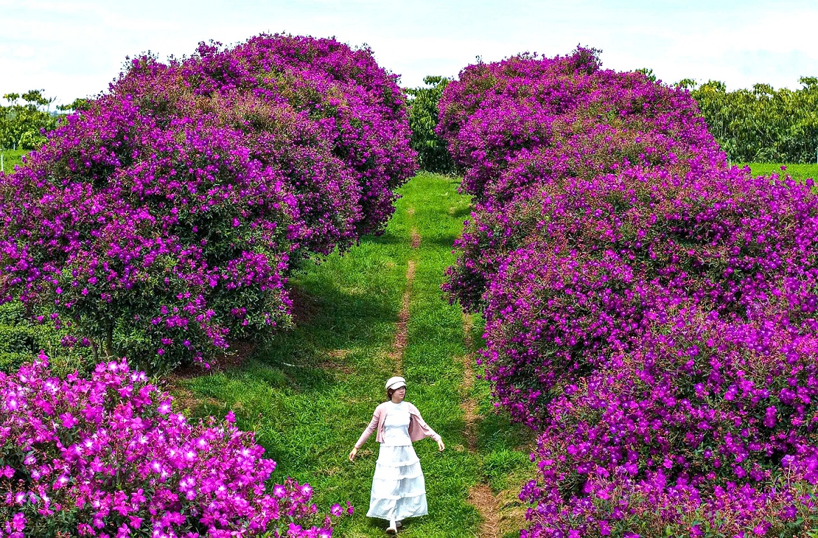 Những bông hoa bung nở rực rỡ, thơ mộng
