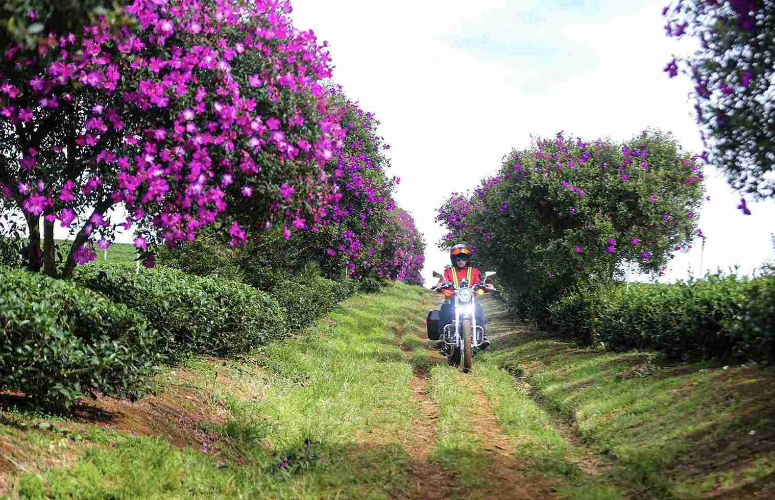 Ghé thăm Bảo Lâm để chiêm ngưỡng hoa mua tím