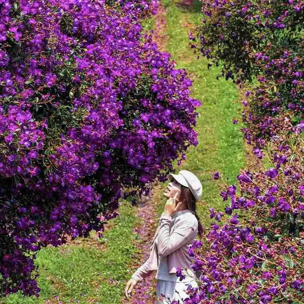 Chiêm ngưỡng mùa hoa mua nhuộm tím nông trường chè tại cao nguyên Lâm Đồng