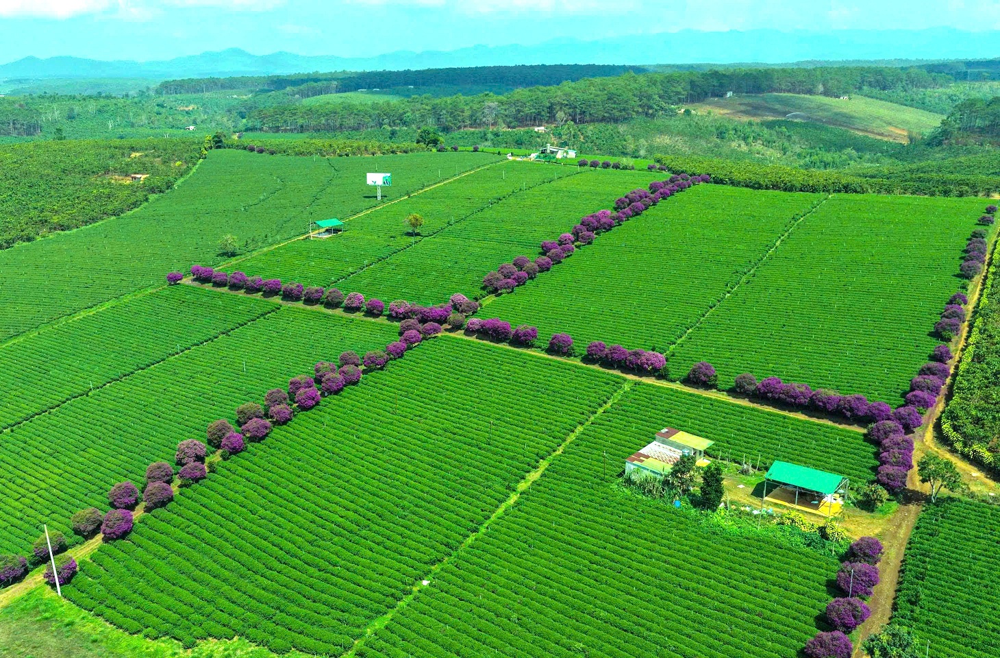 Những cây mua tím bung nở rực rỡ 