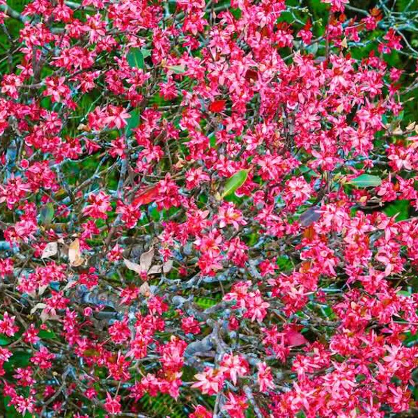 Chiêm ngưỡng đỉnh Bạch Mã (Huế) rực rỡ vào mùa hoa