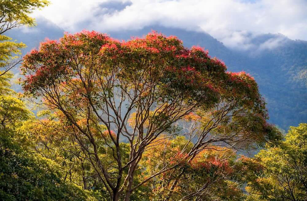 Hệ sinh thái đa dạng tại đỉnh Bạch Mã