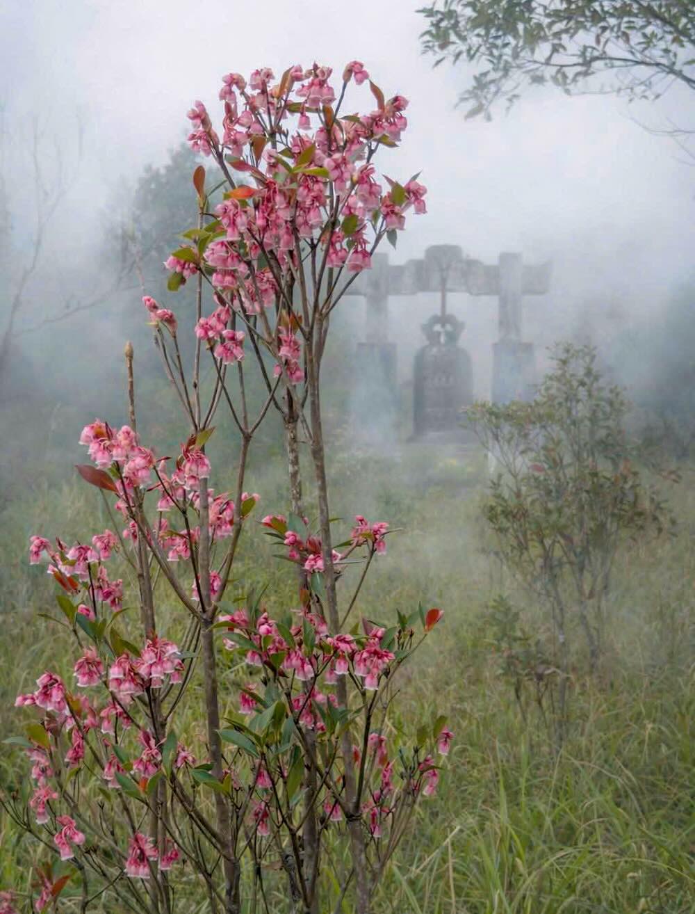 Đỗ quyên hoa chuông