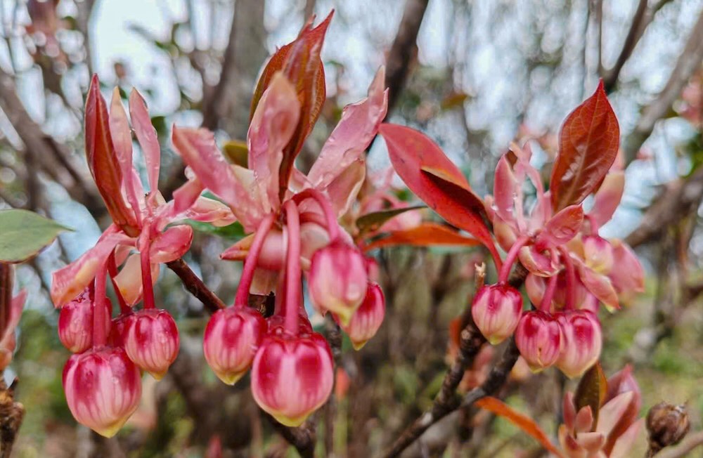 Hoa đỗ quyên bung nở