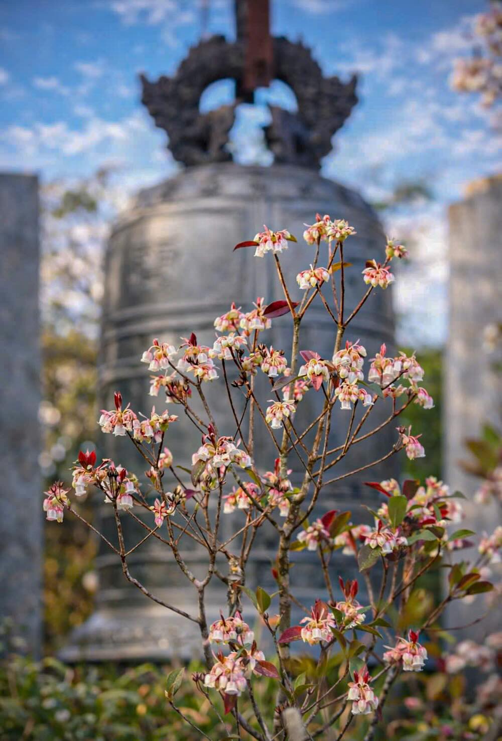 Những bông hoa mỏng manh, e ấp