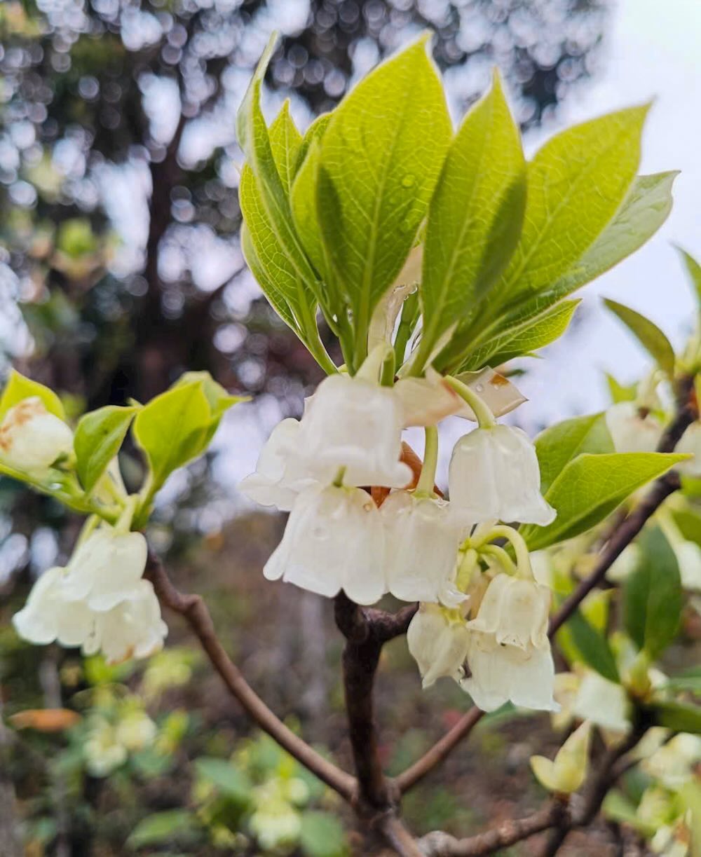 Hoa đỗ quyên trắng nhẹ nhàng, e ấp