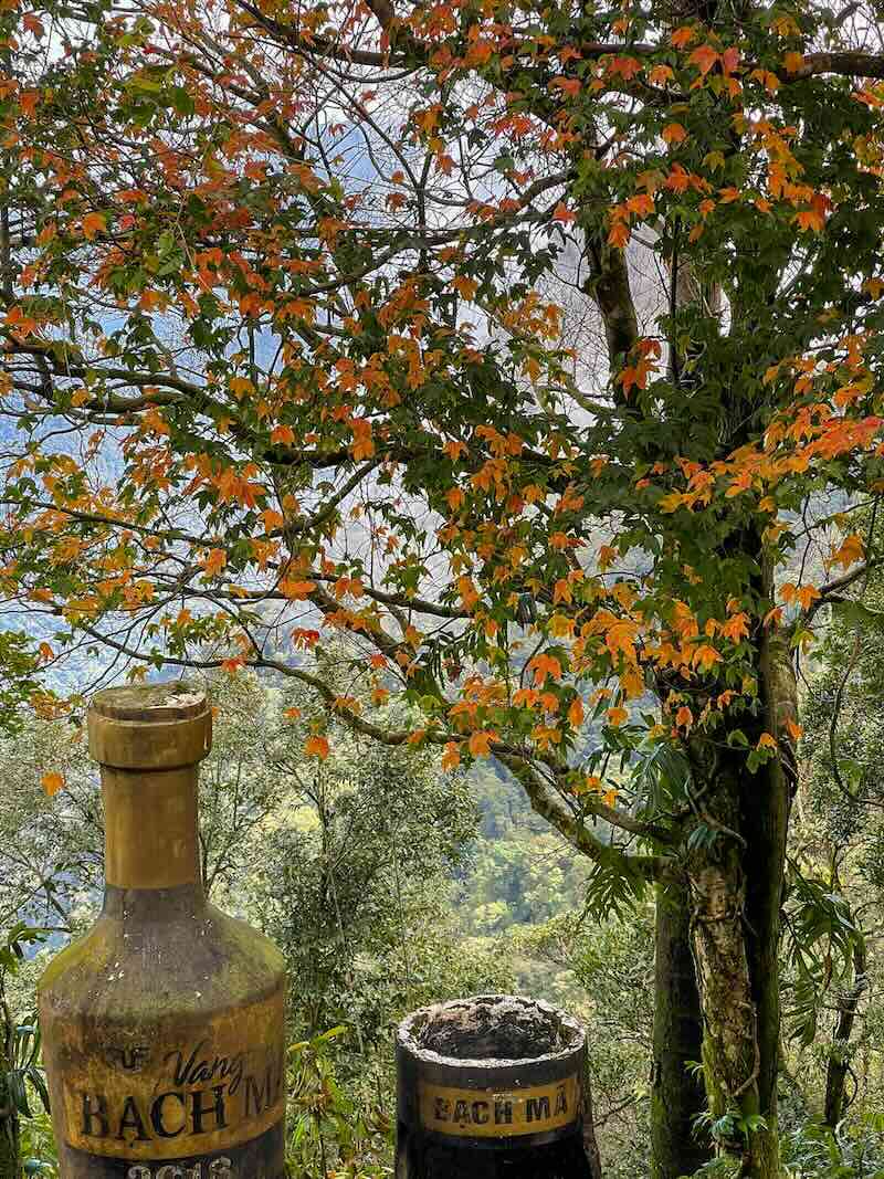 Cây Thích Bắc Bộ