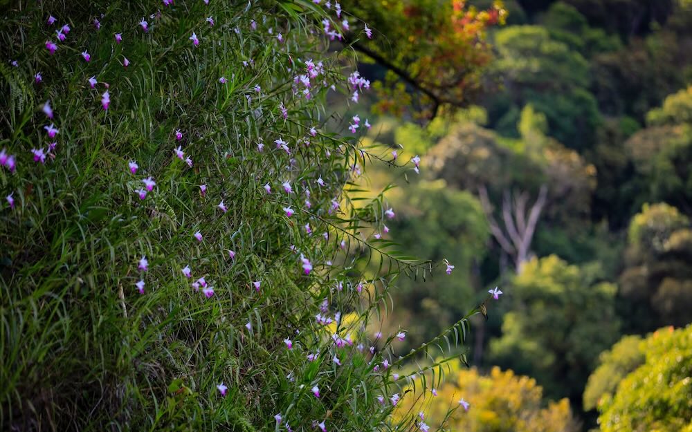 Khung cảnh lãng mạn trên đỉnh Bạch Mã