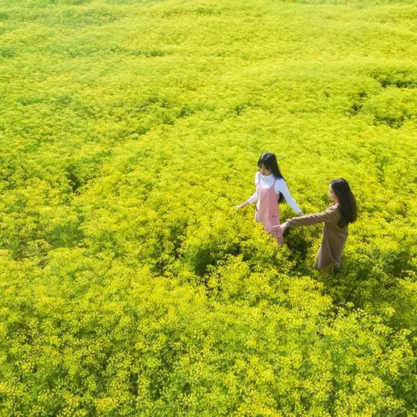 Check in vườn hoa thì là tại Khánh Hòa hot nhất thời gian qua