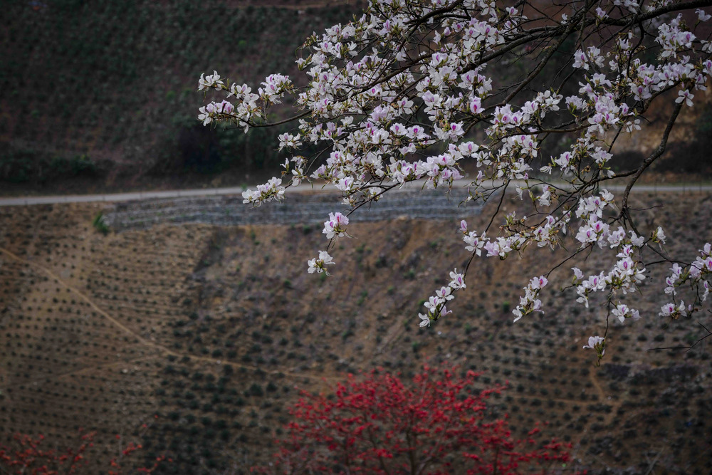 Lễ hội hoa ban 2026 thu hút đông đảo du khách