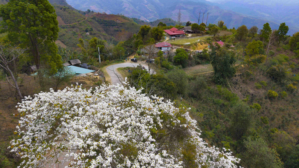Hoa ban Điện Biên