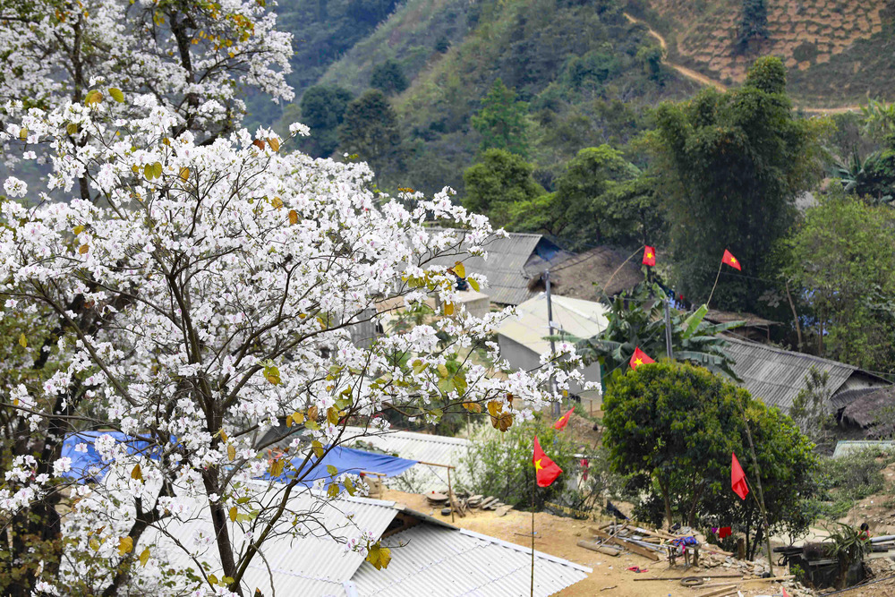 Hoa ban nở trắng tại những bản làng
