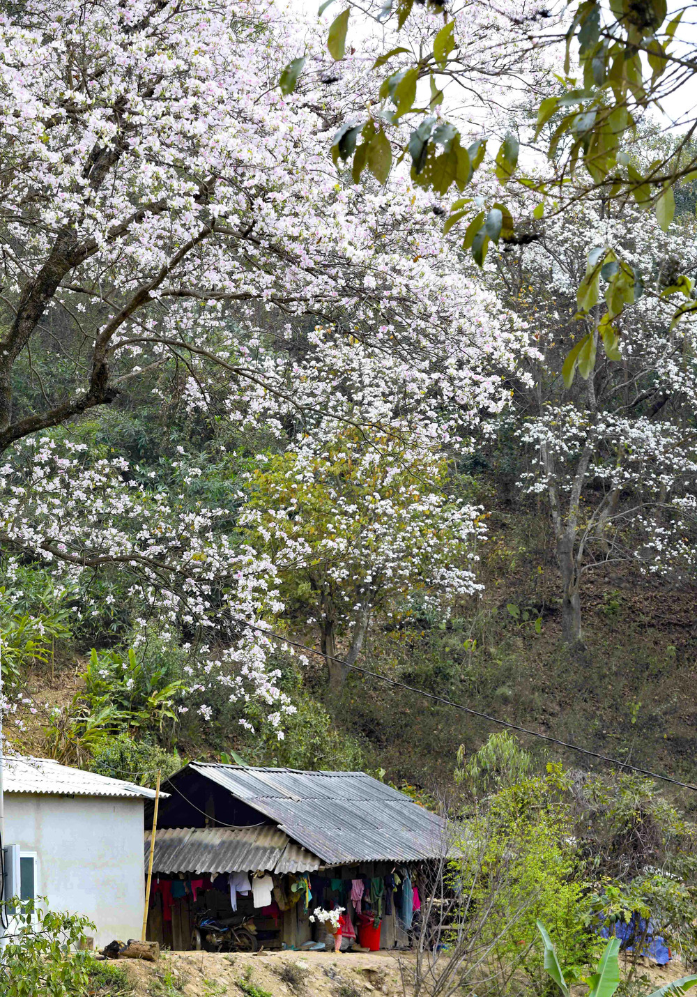 Ban trắng nở trên mái nhà của người dân tại Nậm Cứm
