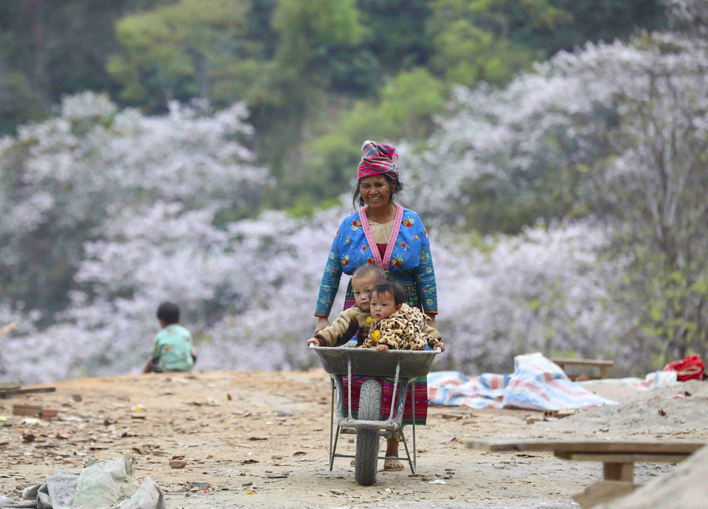 Hoa ban tại bản Nậm Cứm