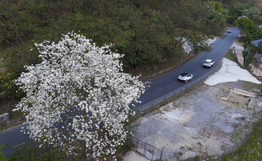 Hoa ban nở dọc đường lên Điện Biên