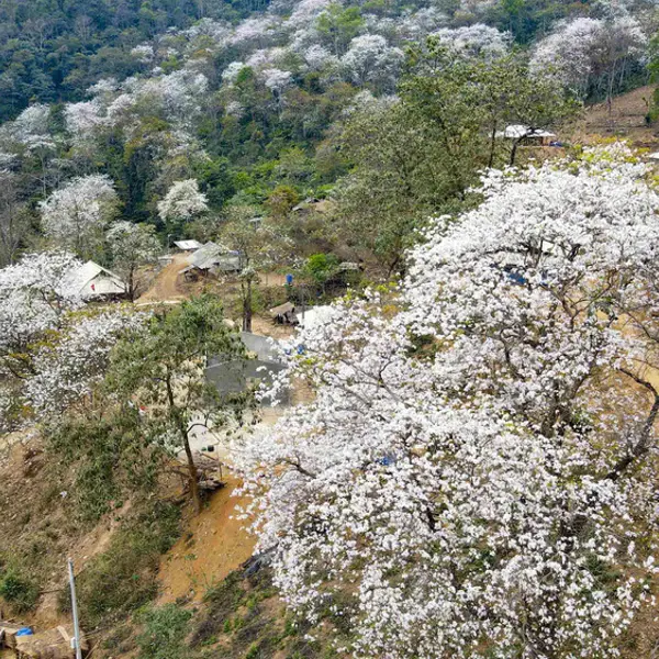 Tổng hợp những địa điểm chiêm ngưỡng mùa hoa ban tại Điện Biên 