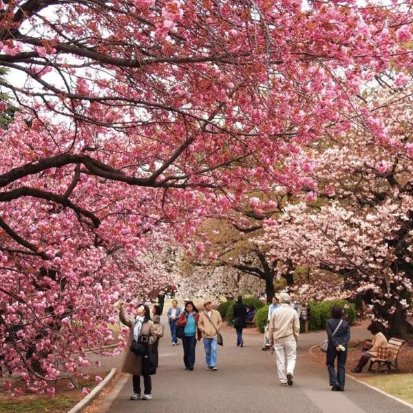 Du lịch quốc tế: Cập nhật lịch hoa anh đào nở đẹp tại Hàn Quốc 2026 cho du khách