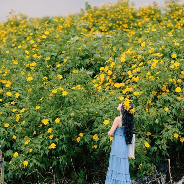 Kinh nghiệm “săn” hoa dã quỳ tại Ba Vì từ A - Z cho du khách