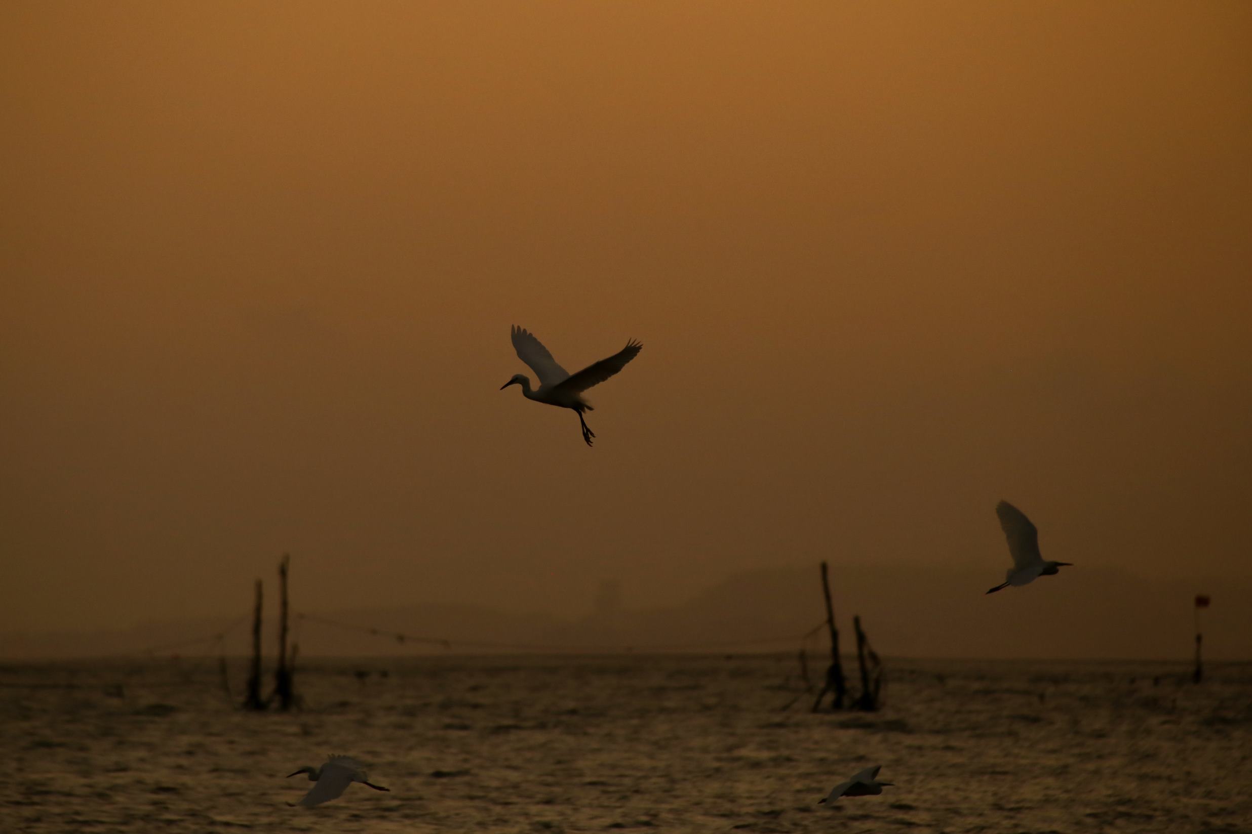 Từng cánh chim vội vã trong ánh hoàng hôn