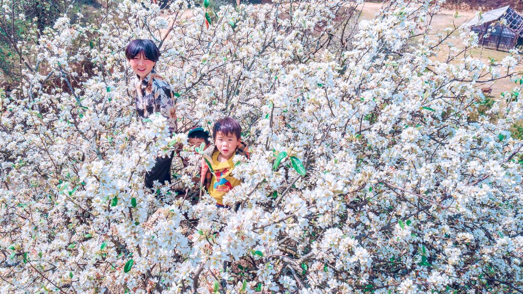 Nậm Nghiệp mùa hoa sơn tra