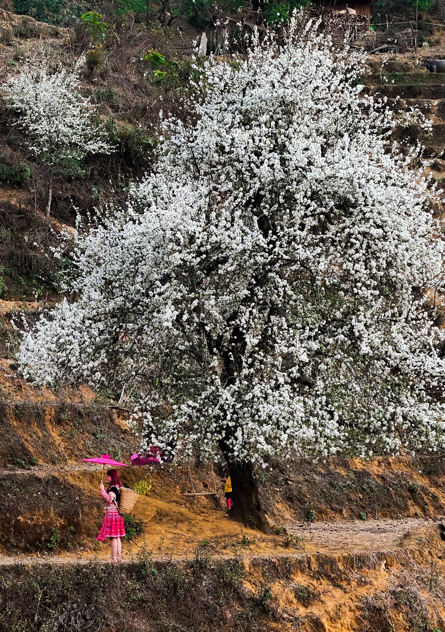 Những nương sơn tra tại Nậm Nghiệp