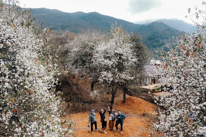 Những con đường xuyên bản hoa nở trắng xóa