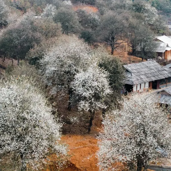 Kinh nghiệm khám phá Nậm Nghiệp mùa hoa sơn tra trắng muốt