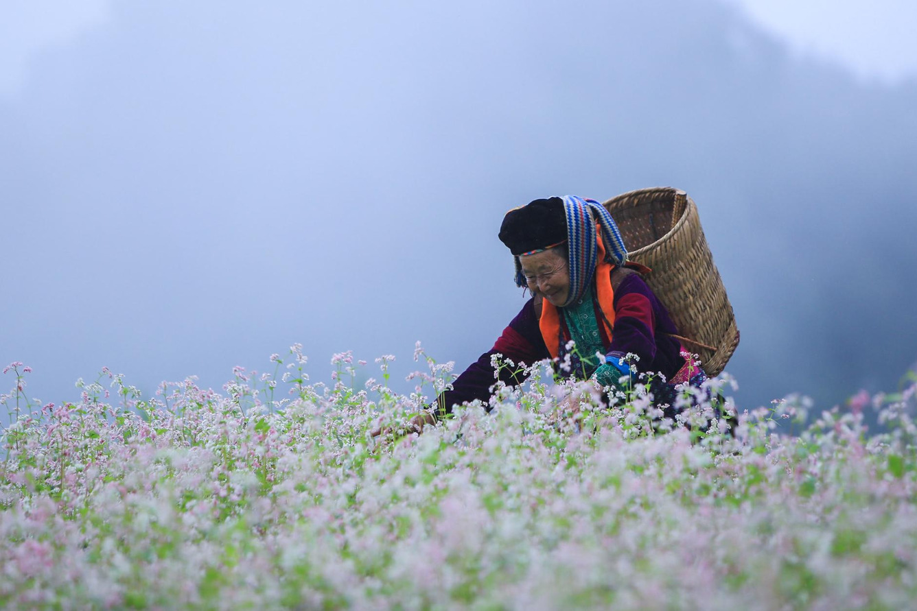 Các điểm ngắm hoa tam giác mạch