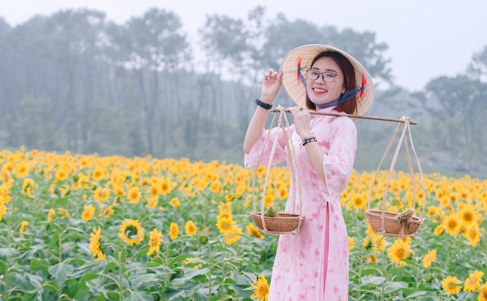 Vườn hoa hướng dương hiện đang mở cửa miễn phí