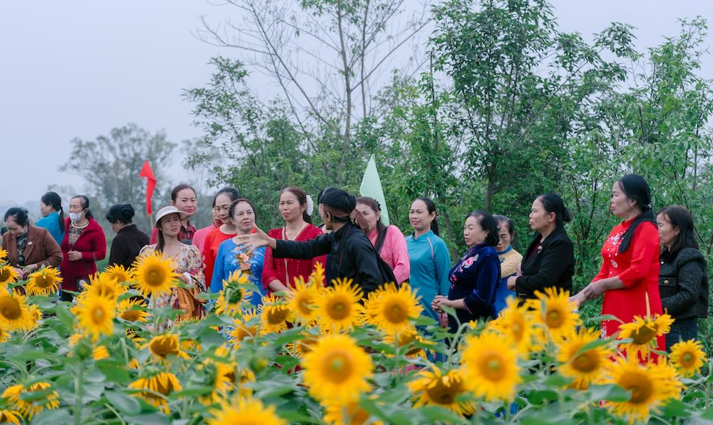 Vườn hoa hướng dương