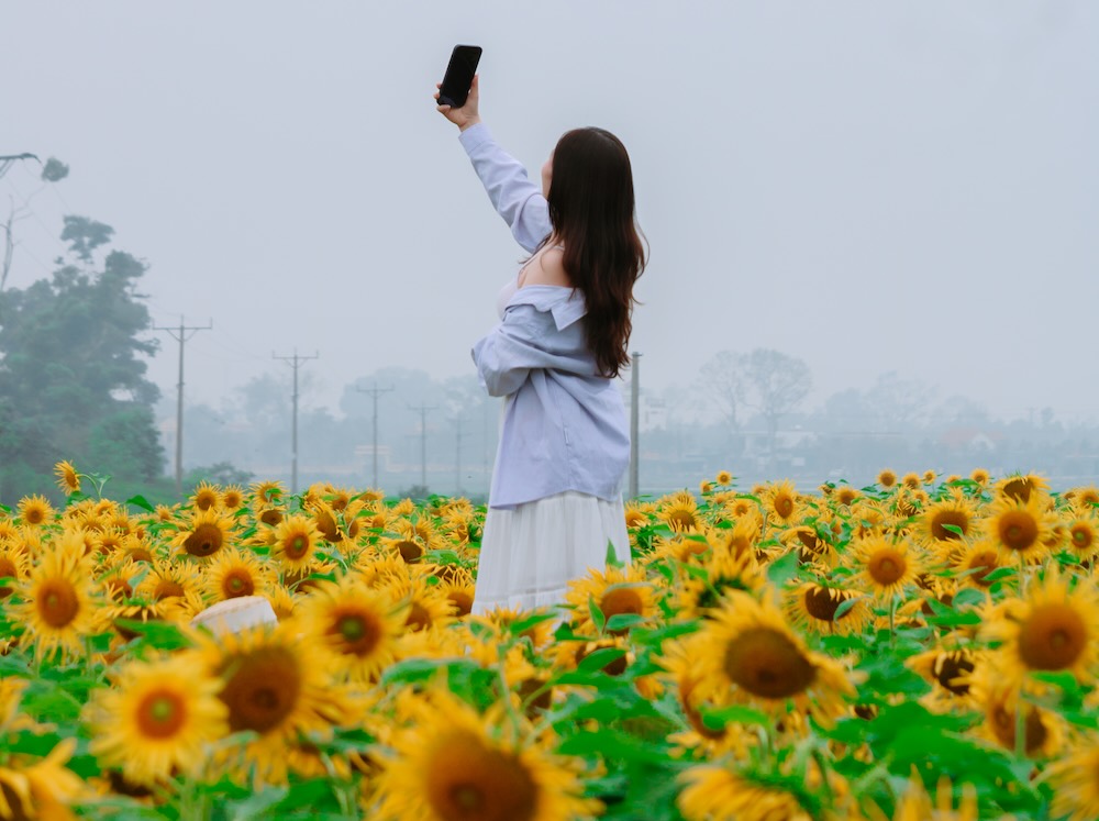 Du khách tạo dáng bên vườn hoa hướng dương