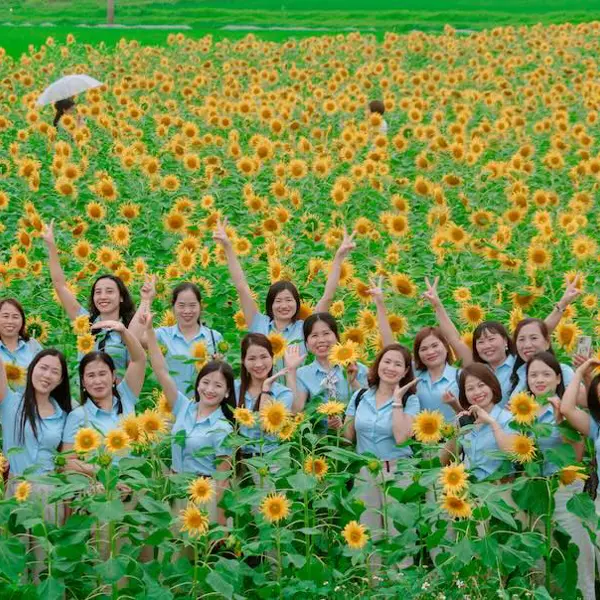 Vườn hoa hướng dương mở cửa miễn phí tại Nghệ An