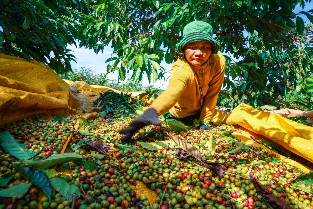 Cà phê Lâm Đồng