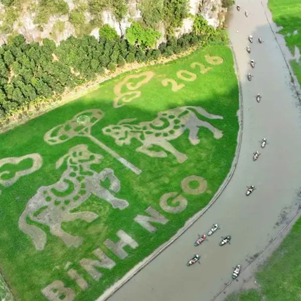 Độc lạ: Bức tranh “Song mã chầu báo công” trên đồng lúa Tam Cốc ở Ninh Bình