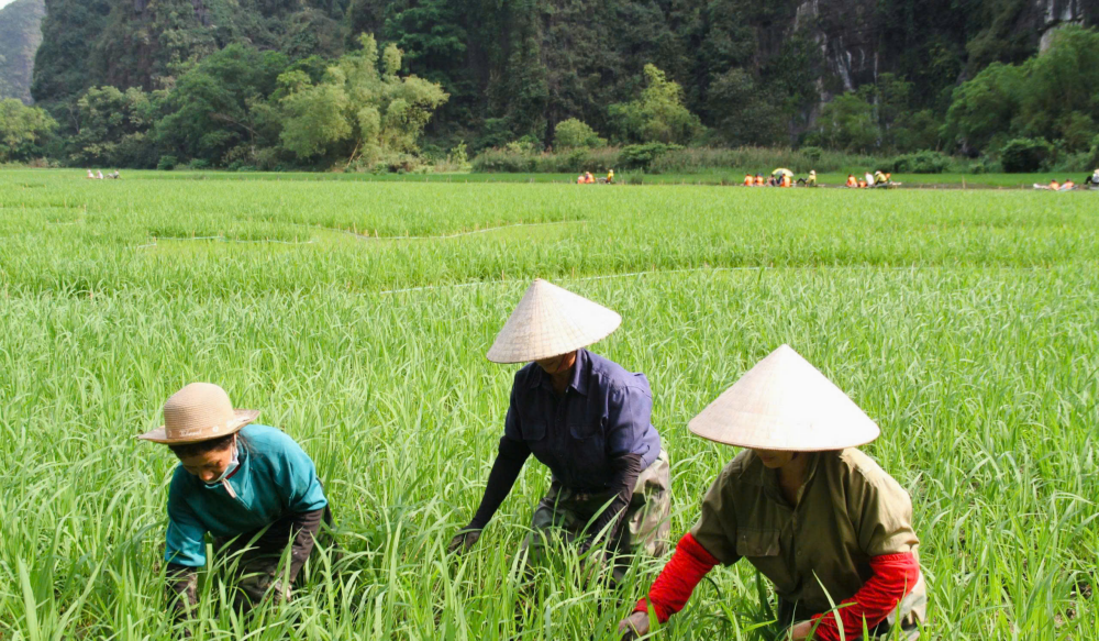 Cánh đồng lúa tại Tam Cốc