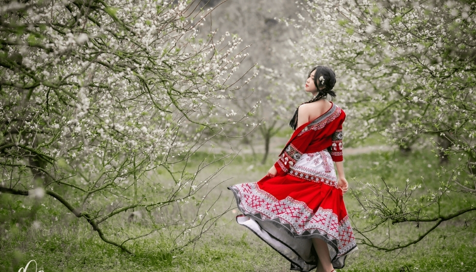 Vườn mận tại Mộc Châu