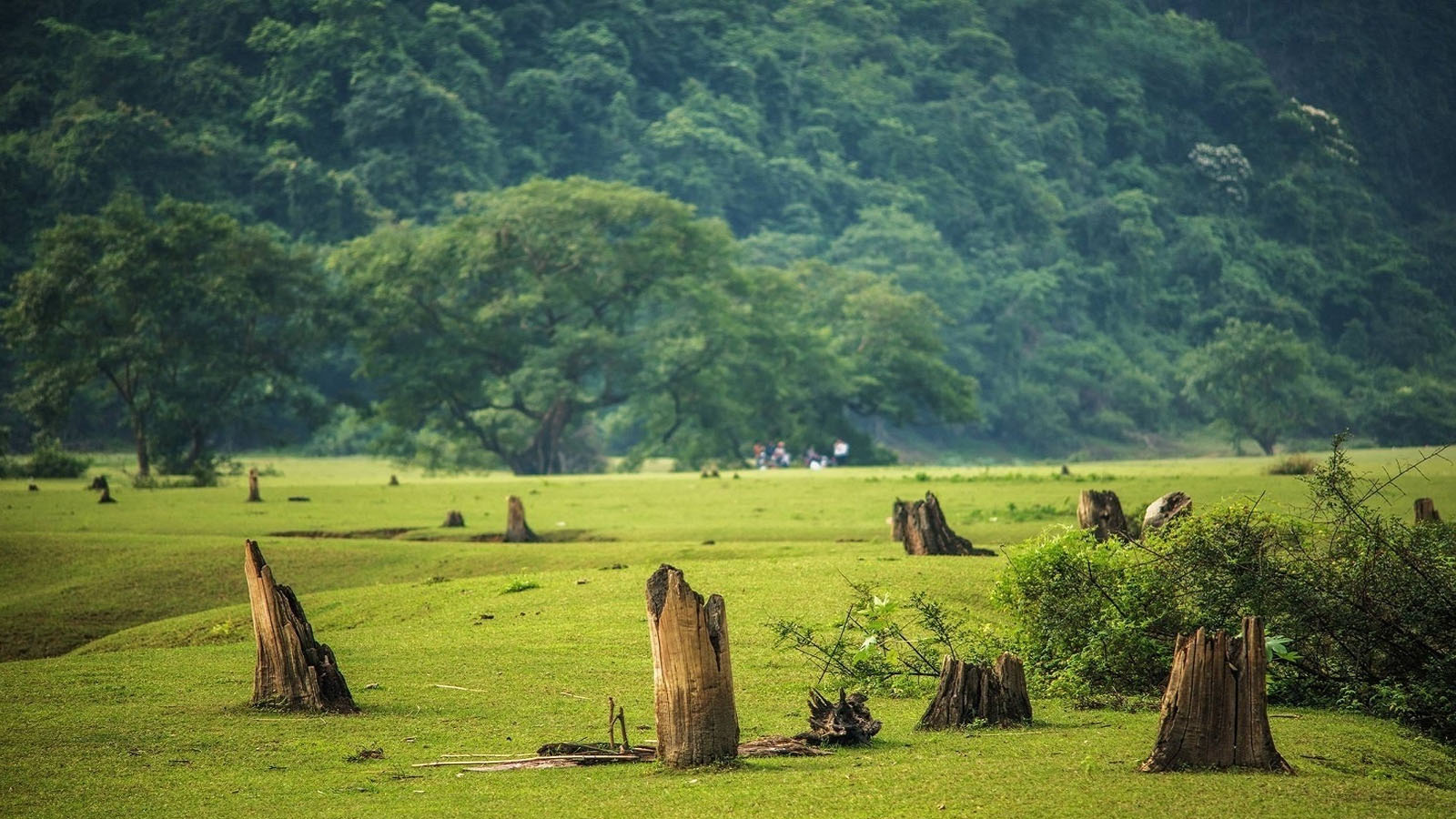 Thảo nguyên Đồng Lâm