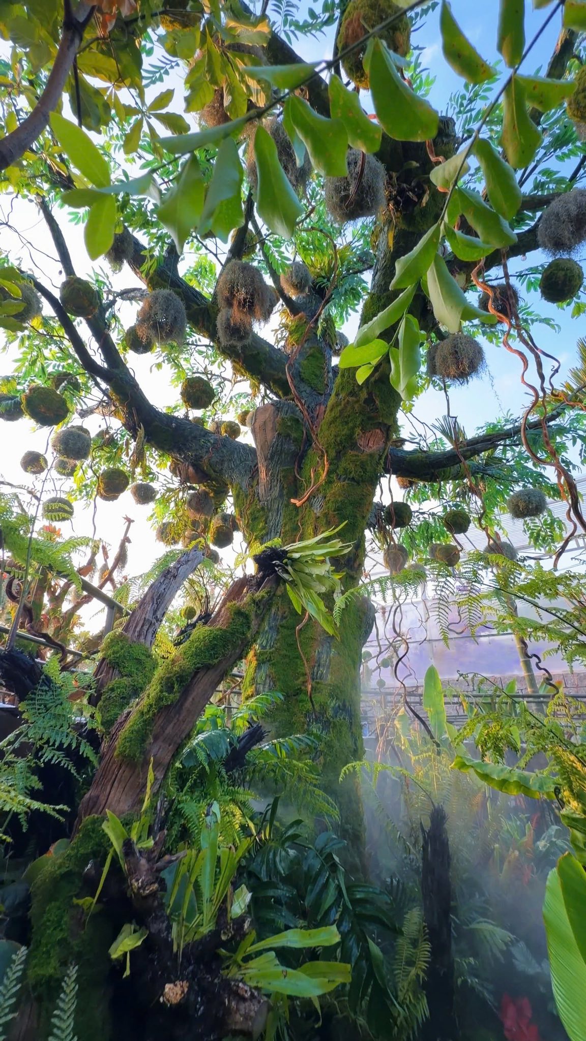 Khu vực rừng nhiệt đới