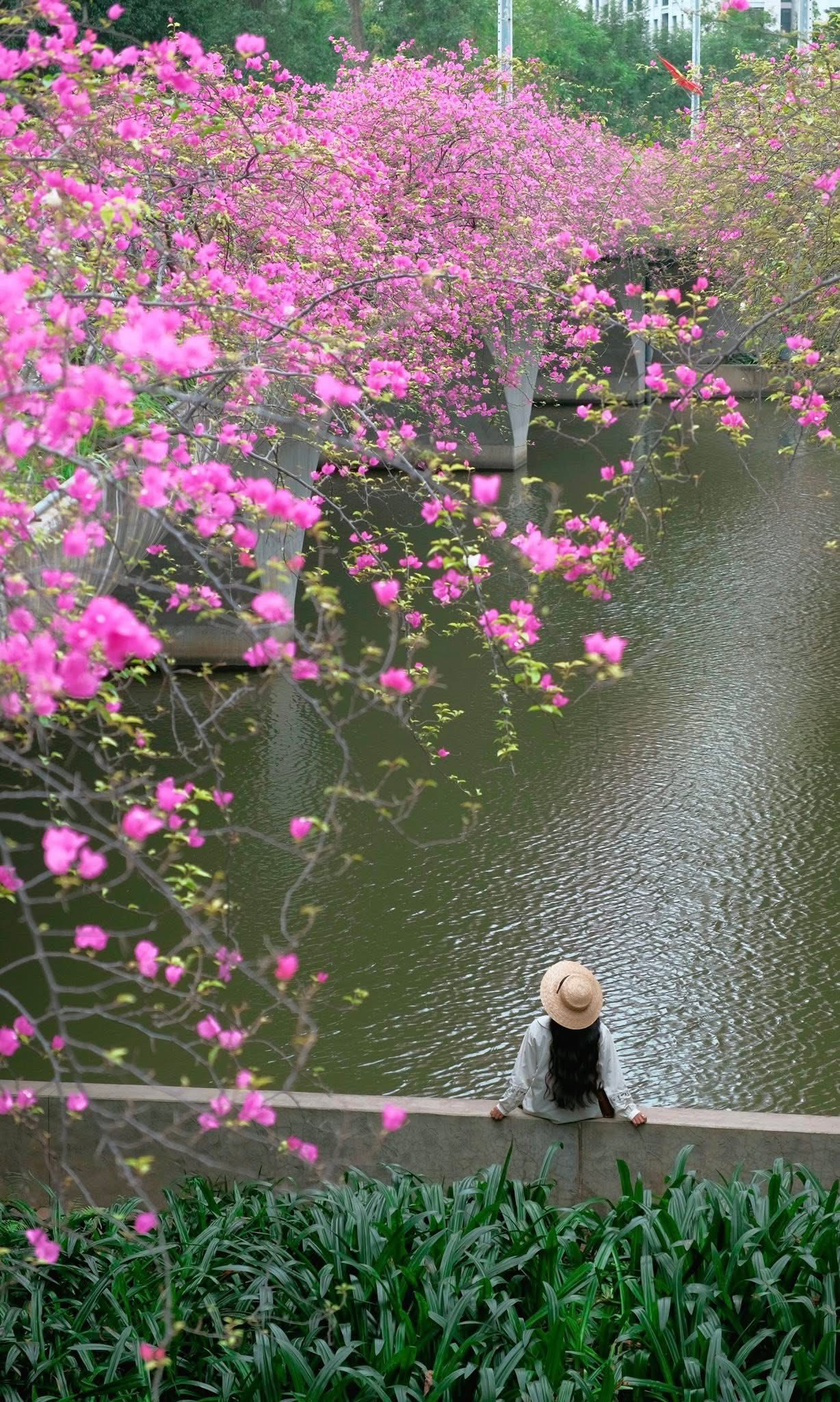 Các thơ chụp ảnh bên hoa giấy hồng rực