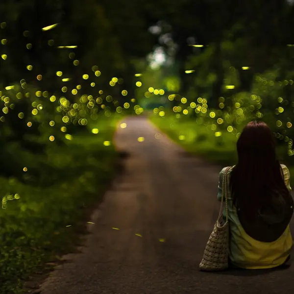 “Săn” đom đóm ở Cúc Phương buổi tối